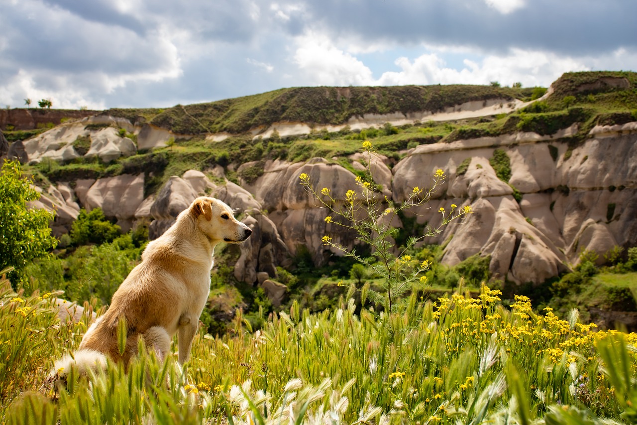 The Best Practices for Grooming Short-Haired Dogs